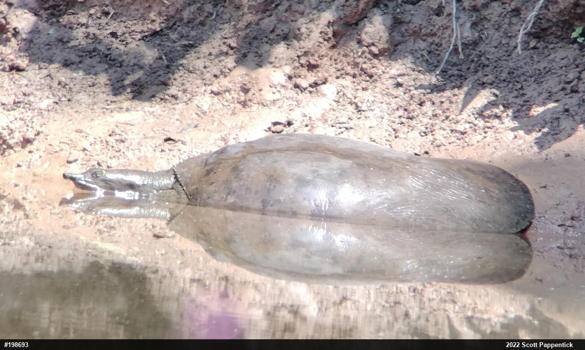 Eastern Spiny Softshell