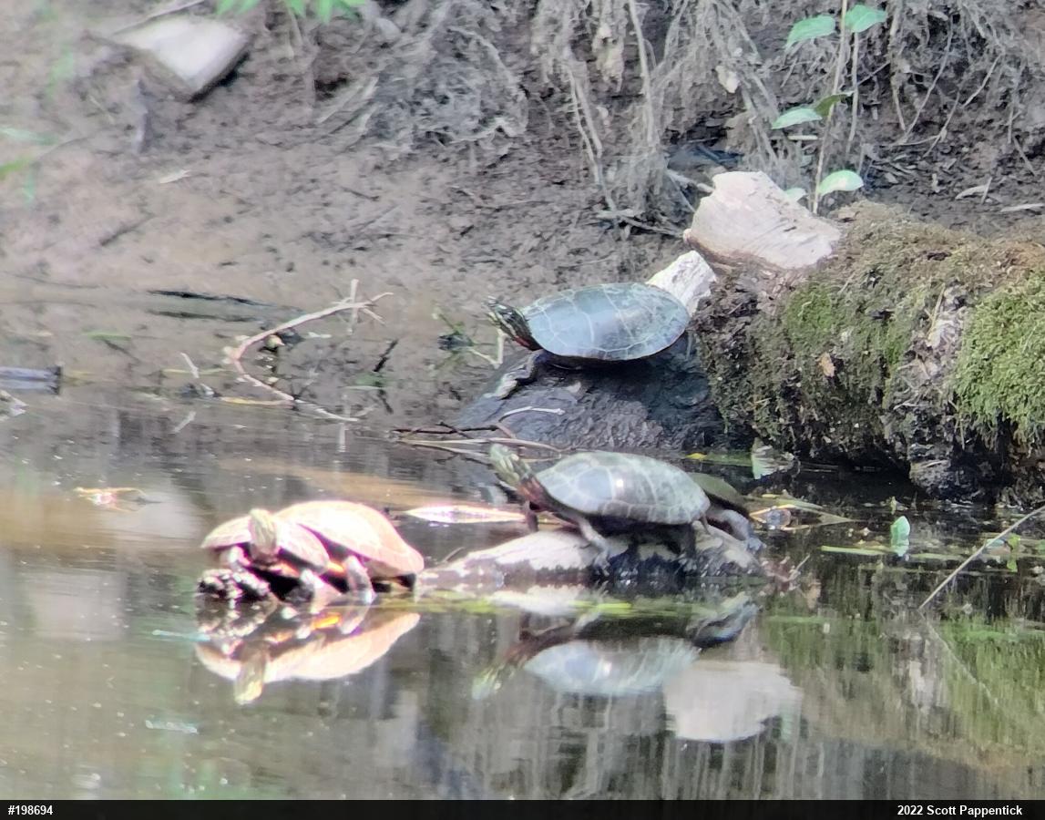 Eastern Painted Turtle
