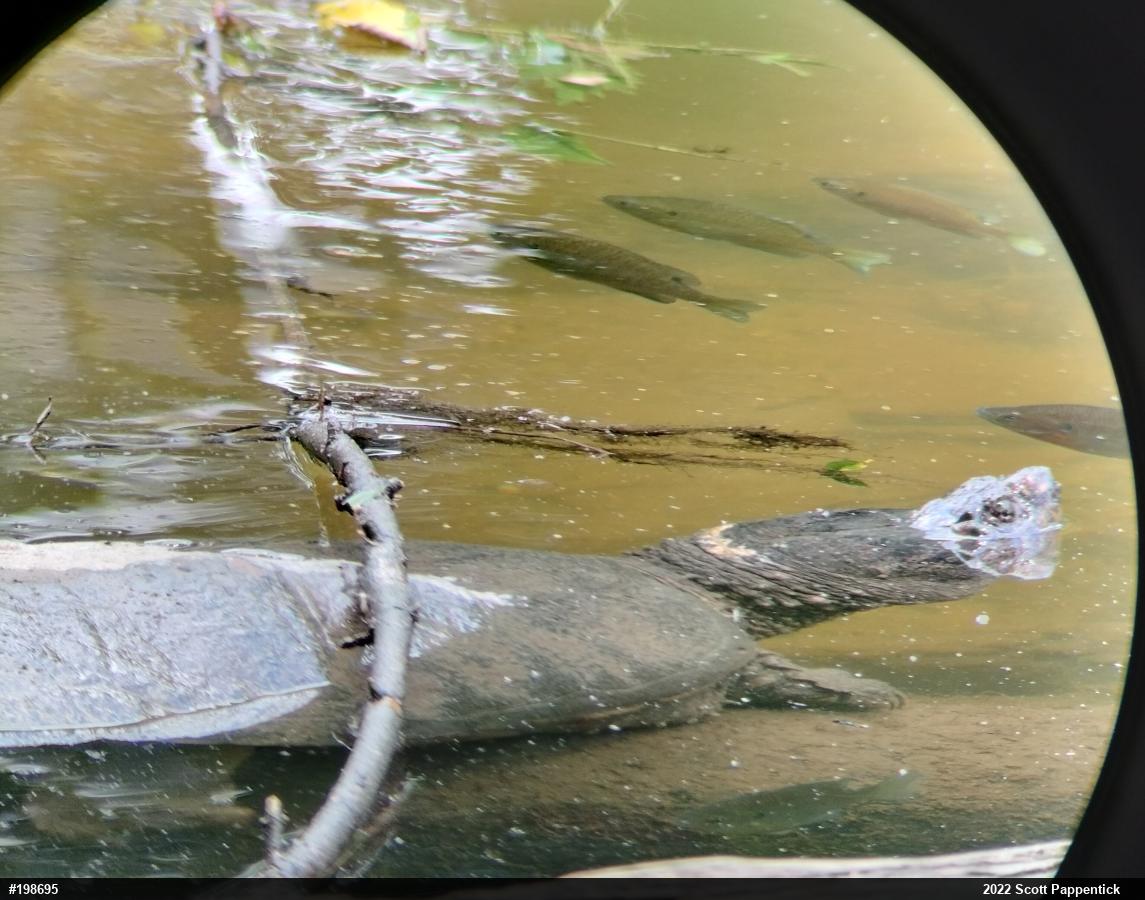 Snapping Turtle