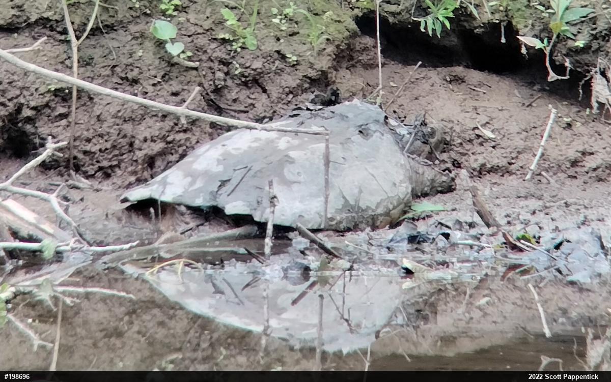 Snapping Turtle