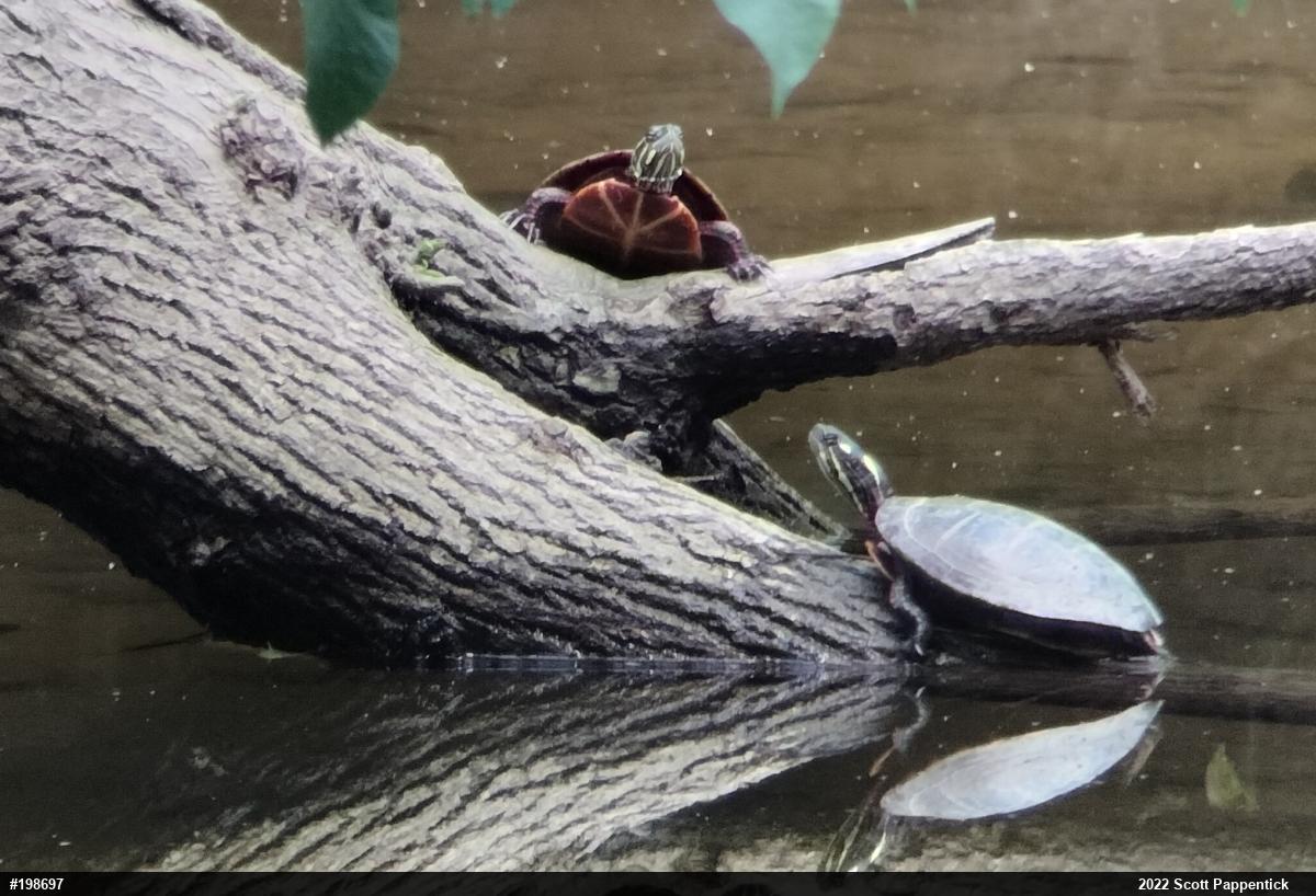 Painted Turtle