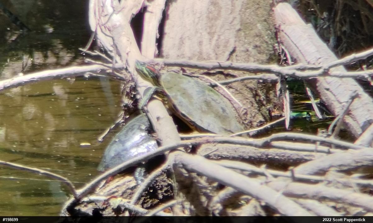 Red-eared Slider