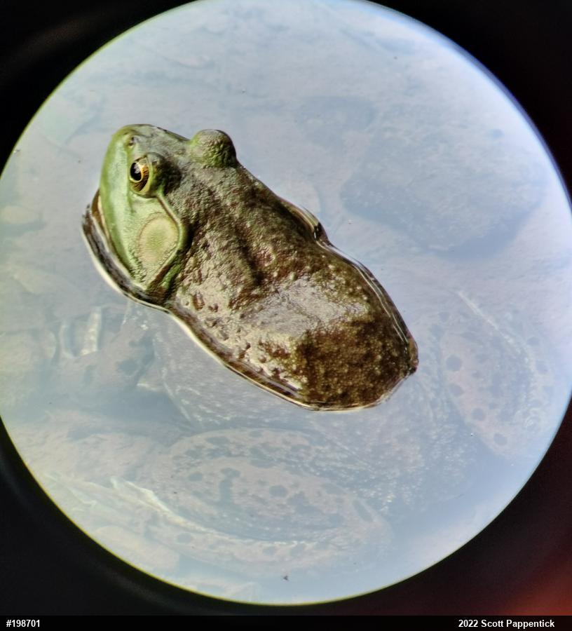 American Bullfrog
