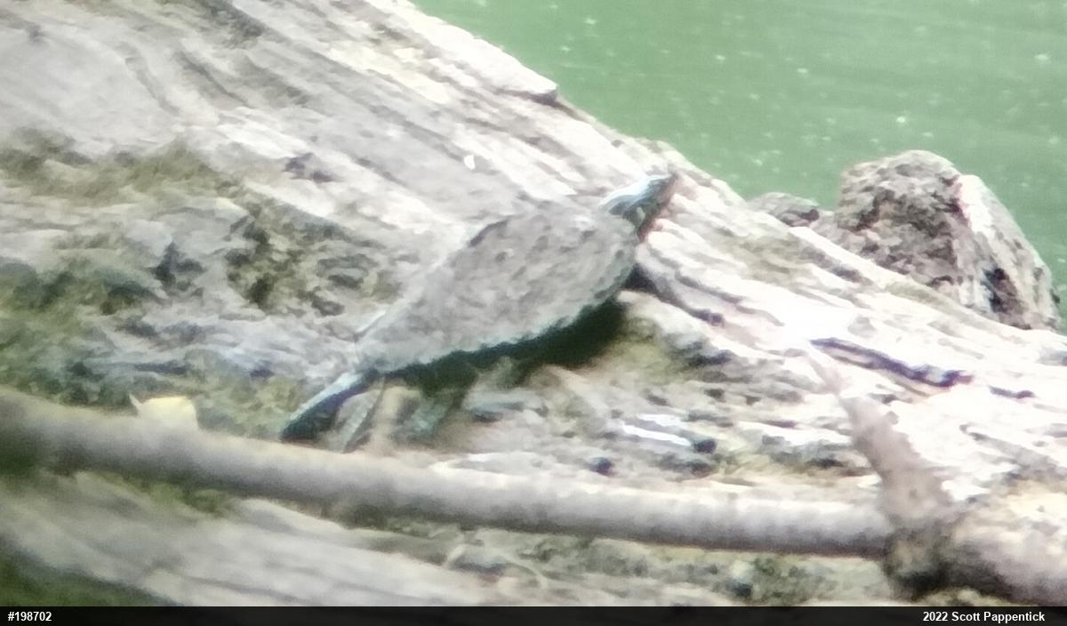 Northern Map Turtle
