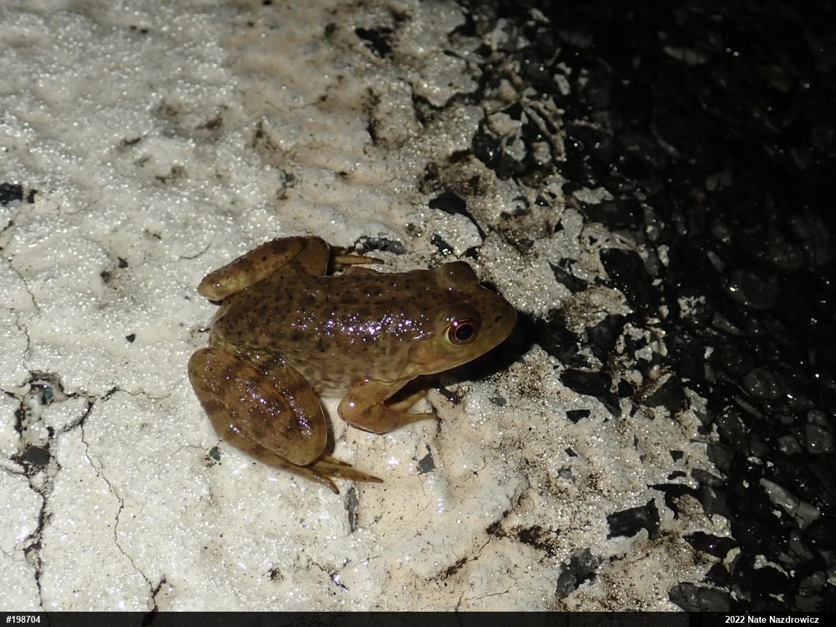 American Bullfrog