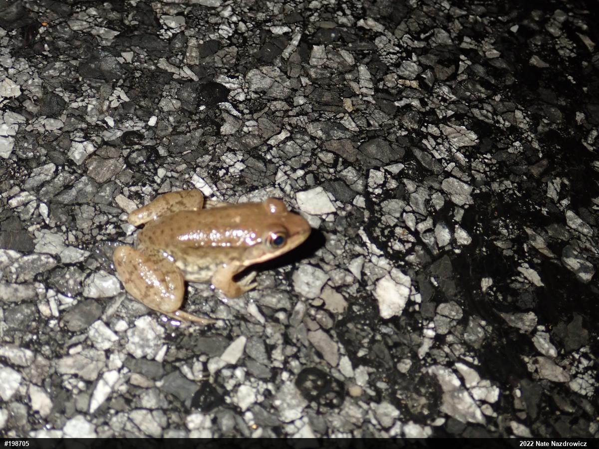 Green Frog