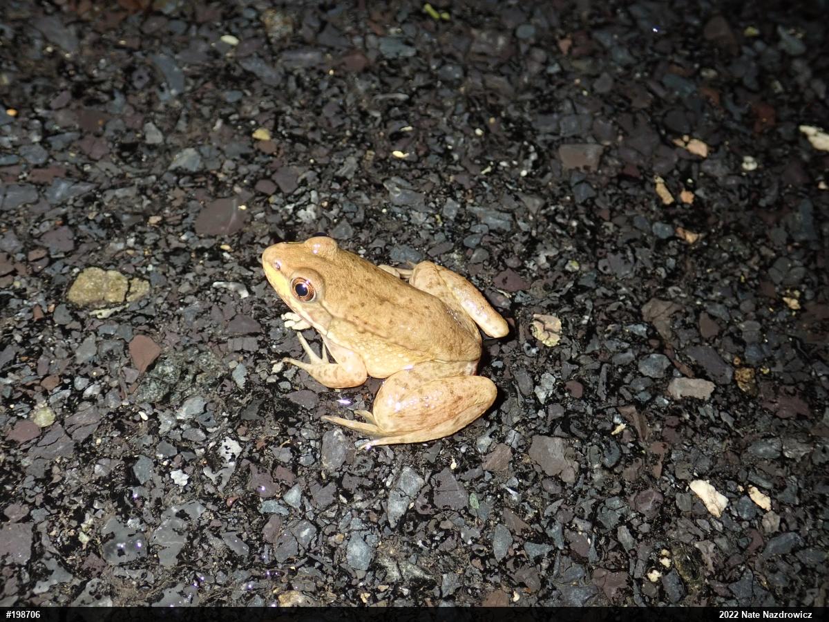 Green Frog