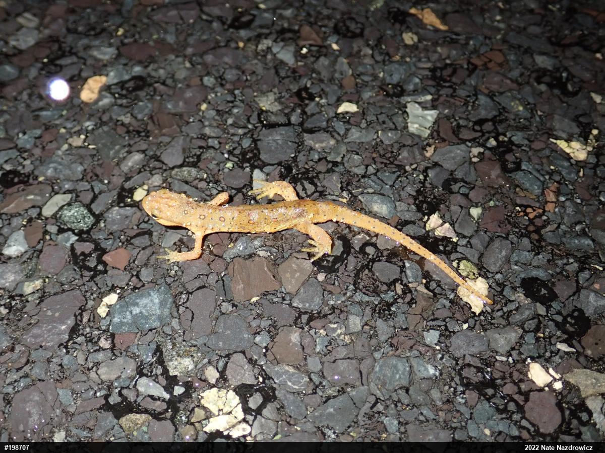 Red-spotted Newt