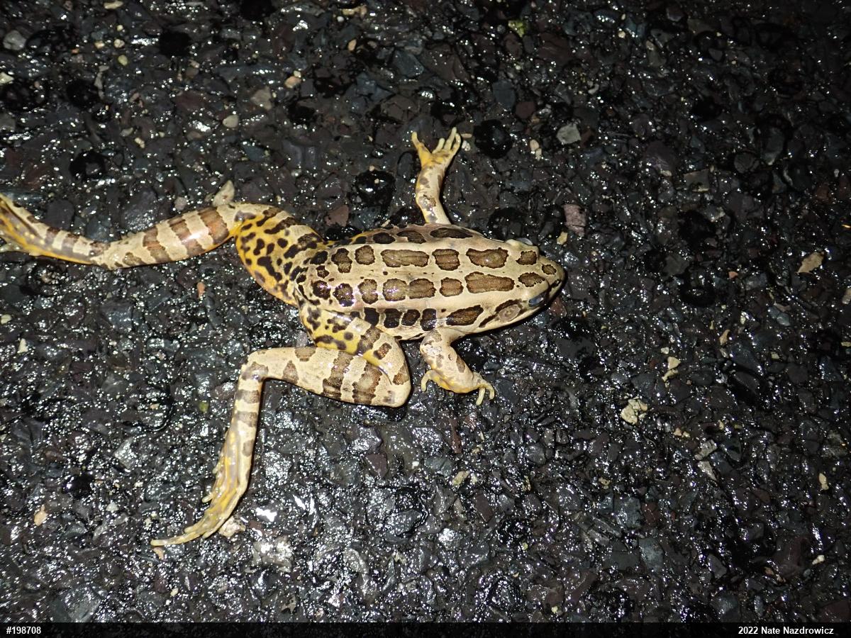 Pickerel Frog