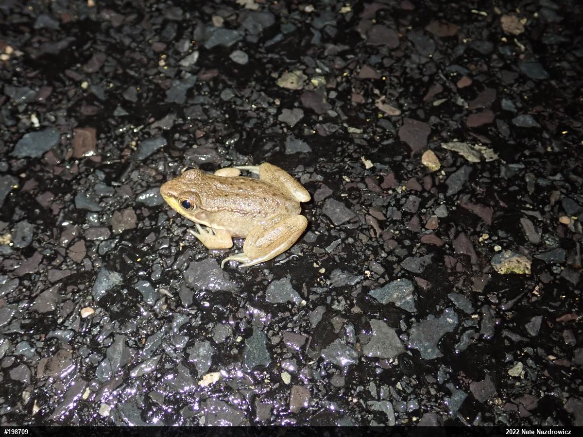 Green Frog