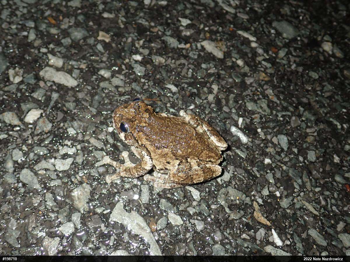 Unknown Gray Treefrog
