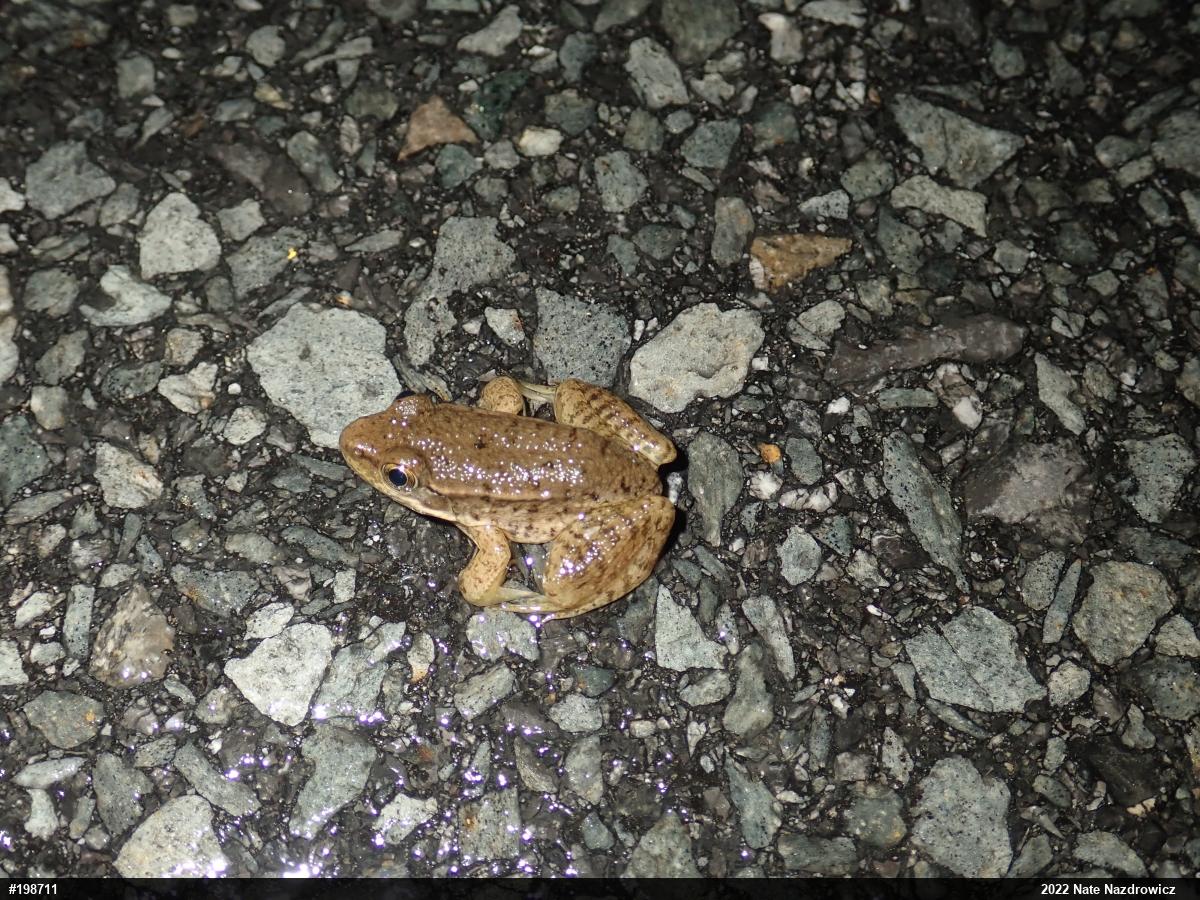 Green Frog