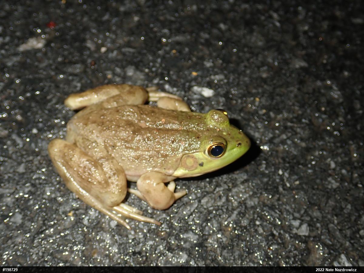 American Bullfrog
