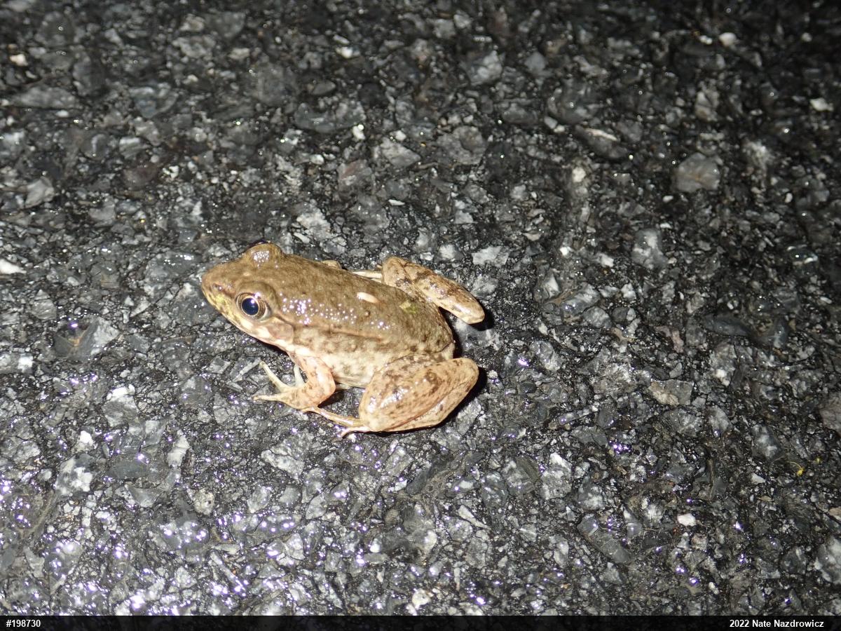 Green Frog