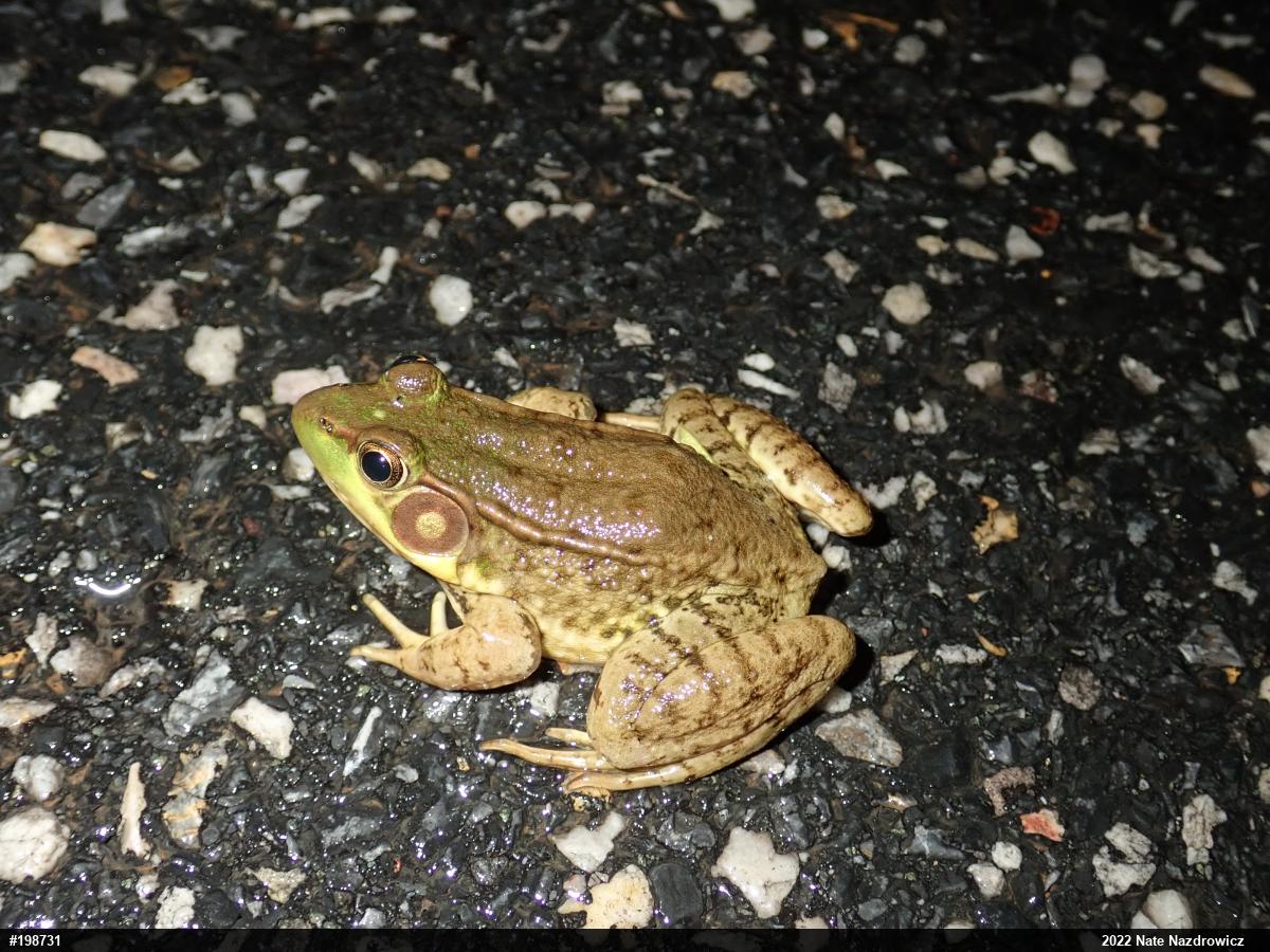 Green Frog