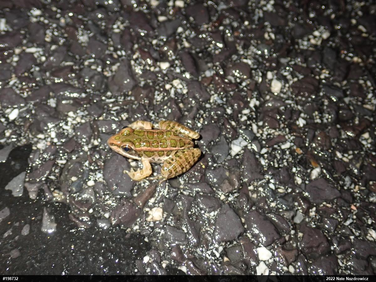 Pickerel Frog