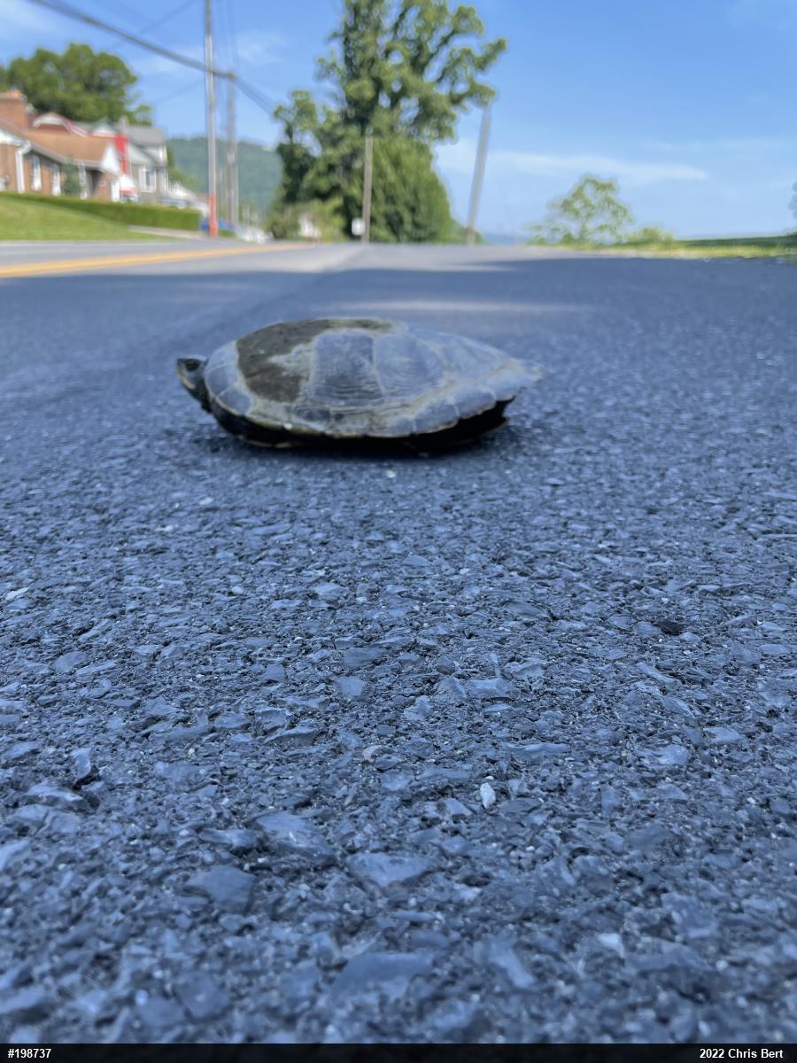 Northern Map Turtle