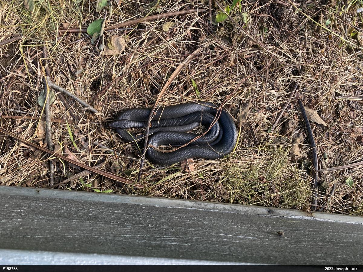 Northern Black Racer