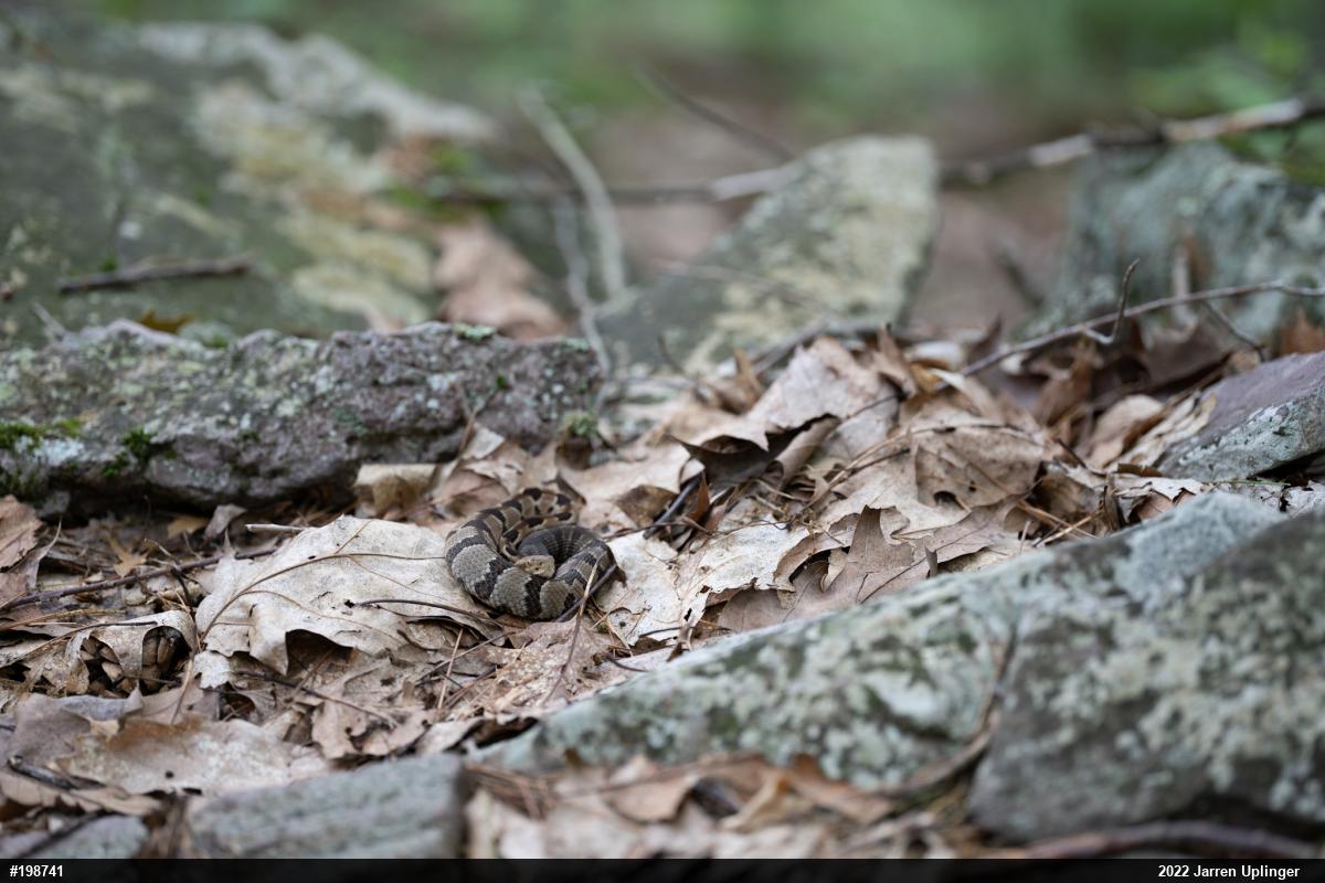 Timber Rattlesnake