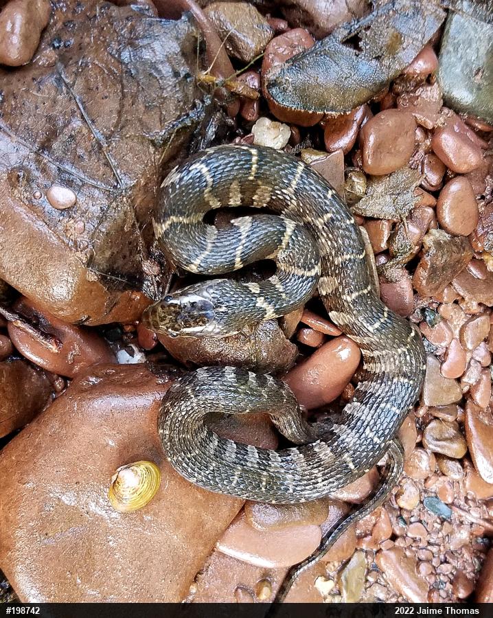 Northern Watersnake