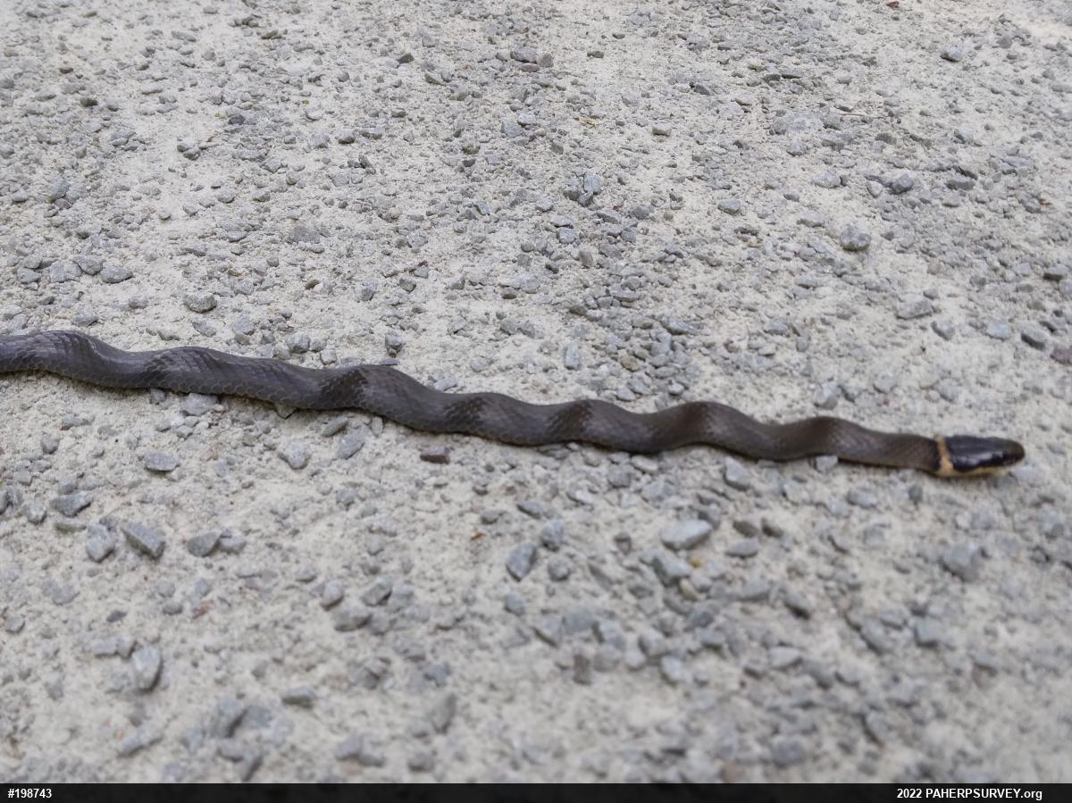 Northern Ring-necked Snake
