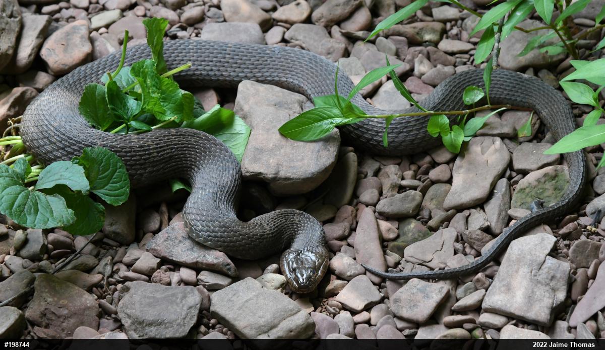 Northern Watersnake