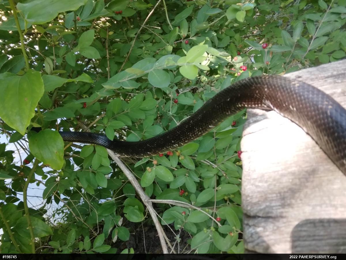 Eastern Ratsnake