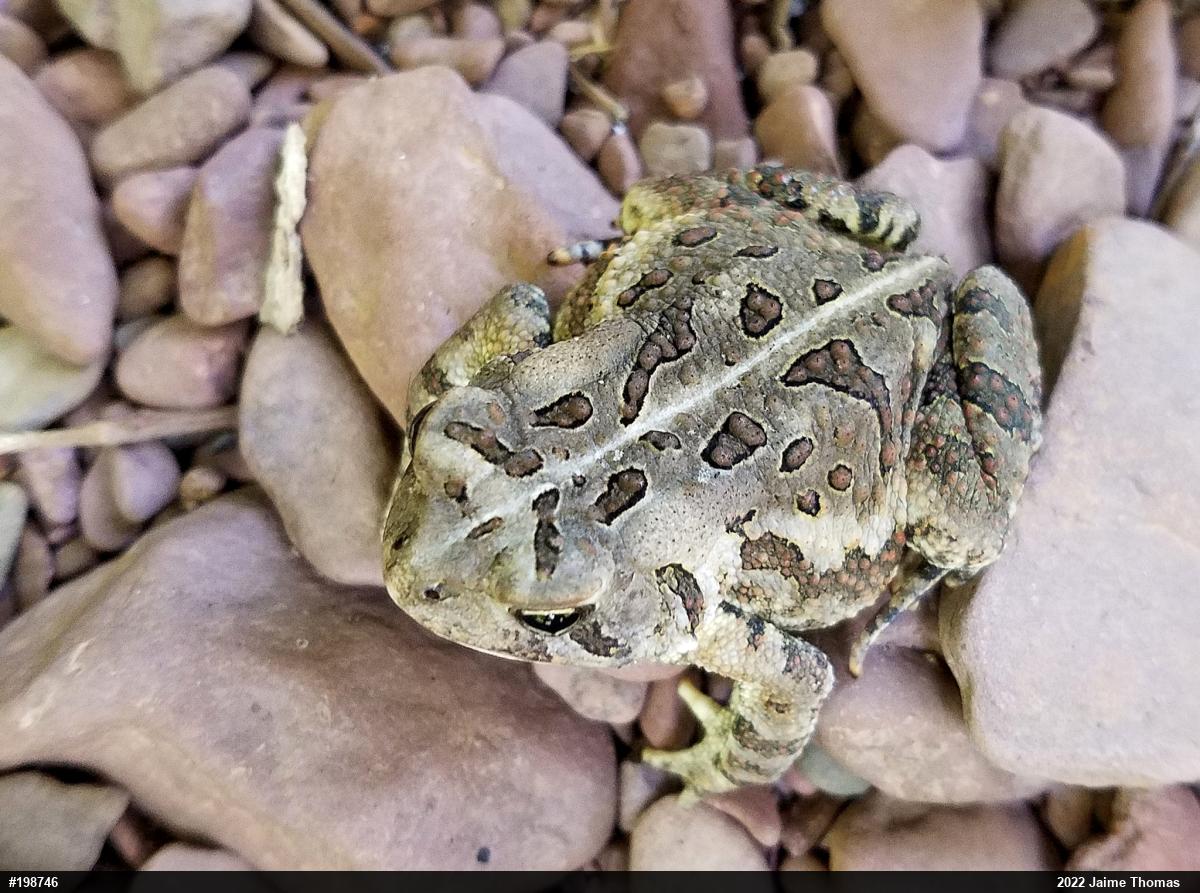 Fowler's Toad