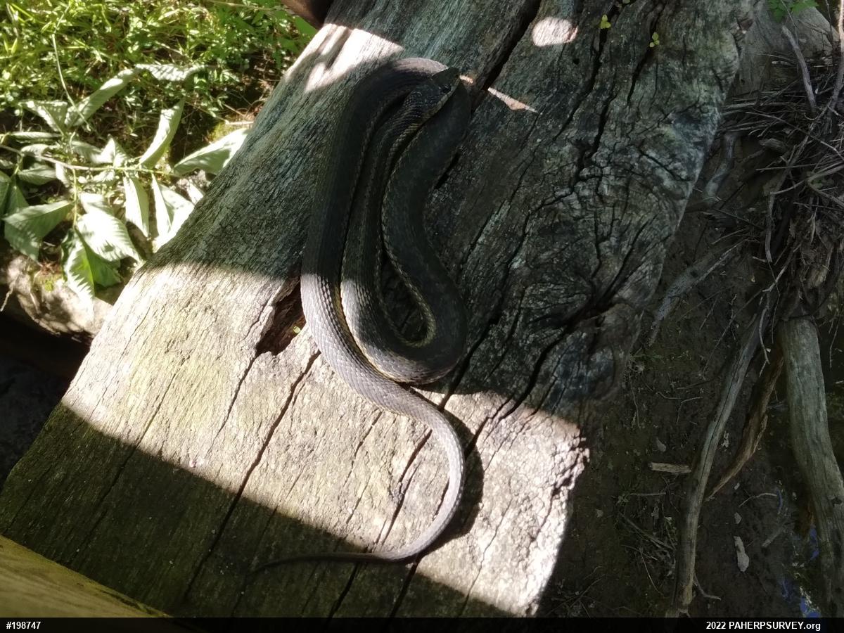 Eastern Gartersnake