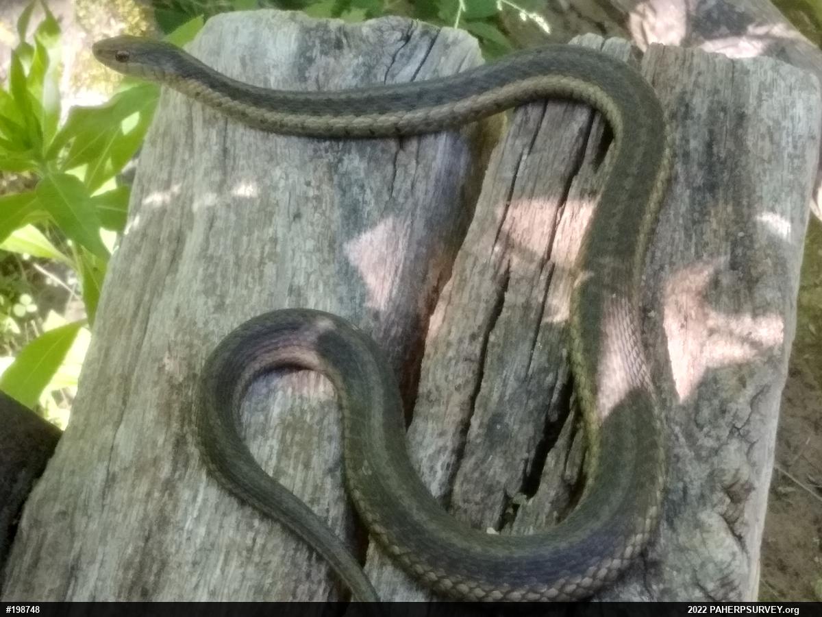Eastern Gartersnake