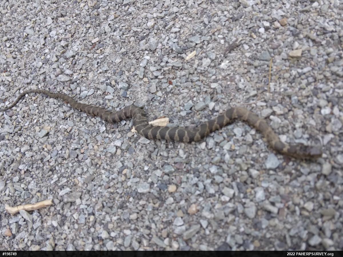 Northern Watersnake