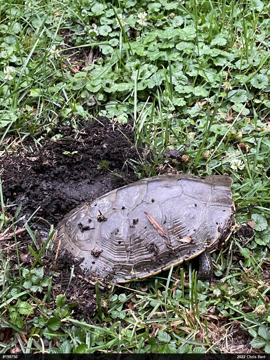Northern Map Turtle