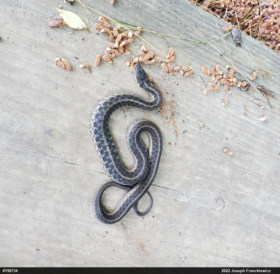 Eastern Gartersnake