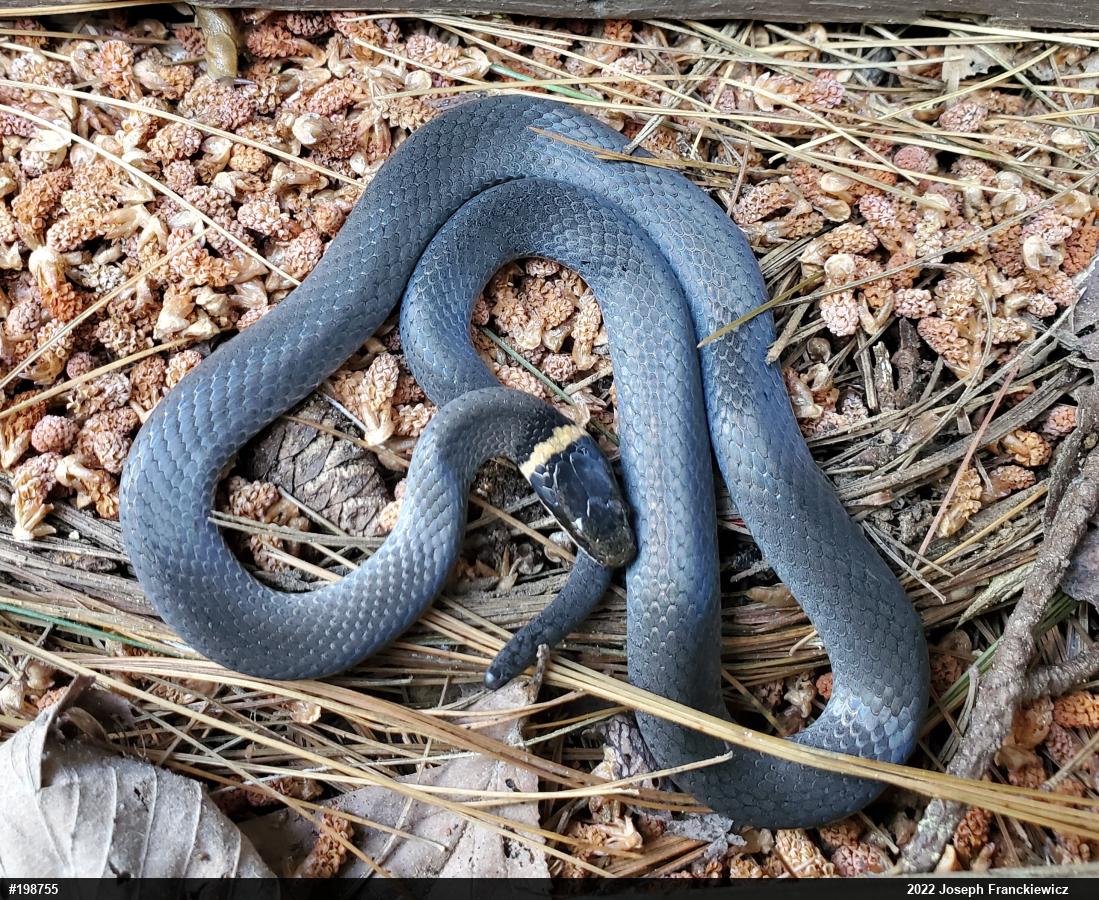 Northern Ring-necked Snake