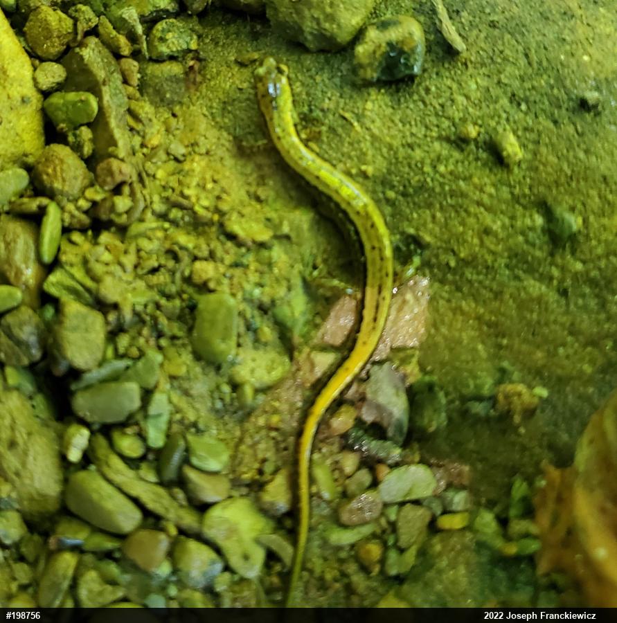 Northern Two-lined Salamander