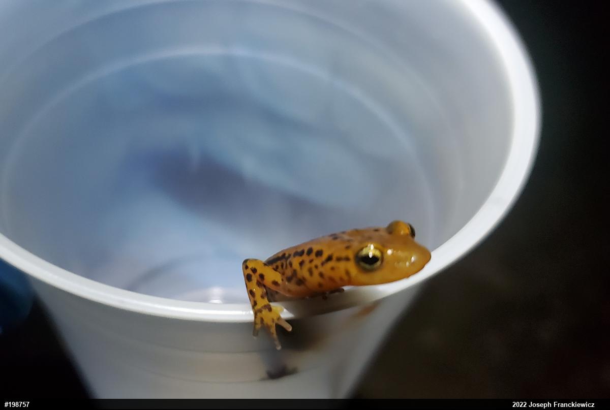 Eastern Long-tailed Salamander