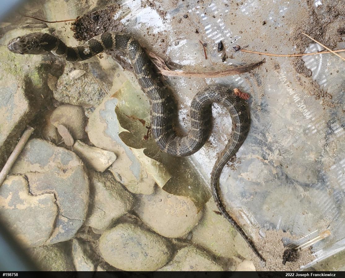 Northern Watersnake