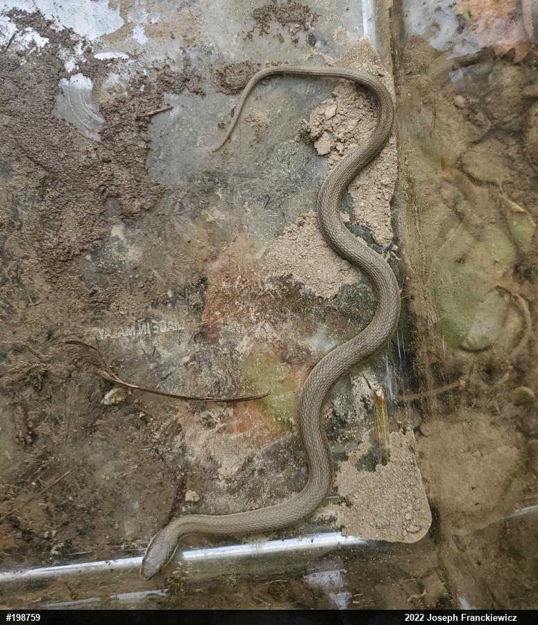 Queensnake