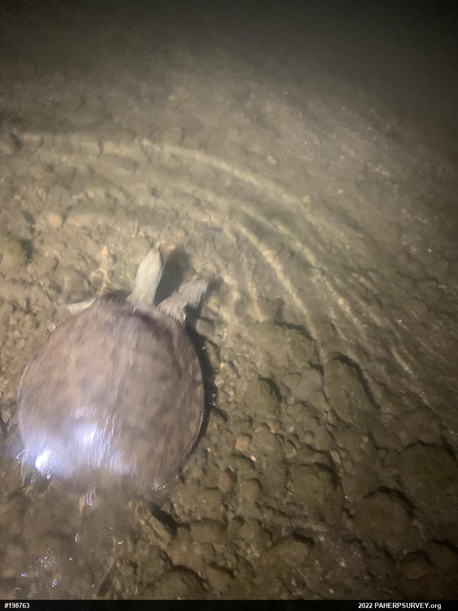 Eastern Spiny Softshell