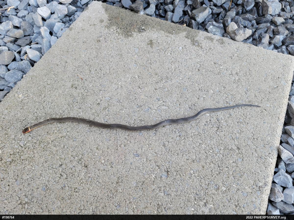 Northern Ring-necked Snake