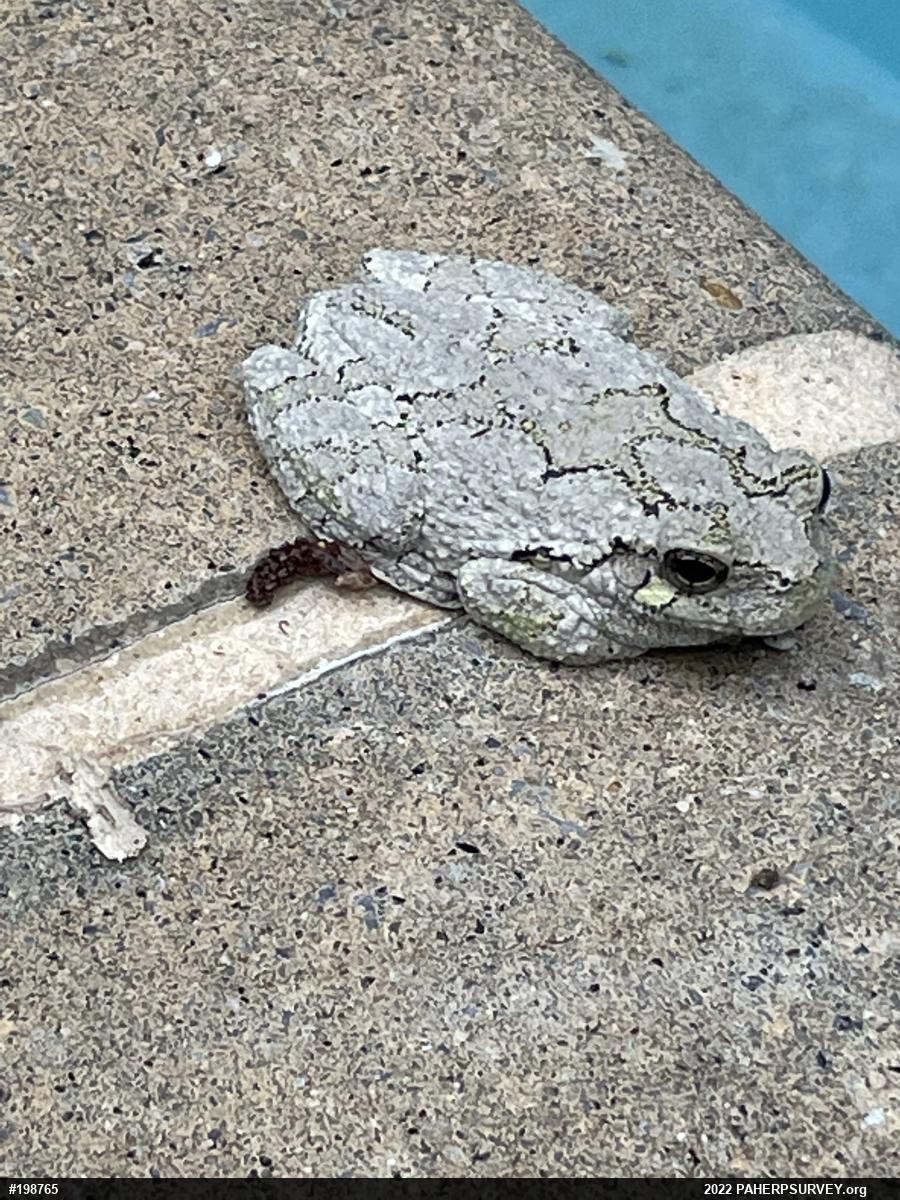 Unknown Gray Treefrog