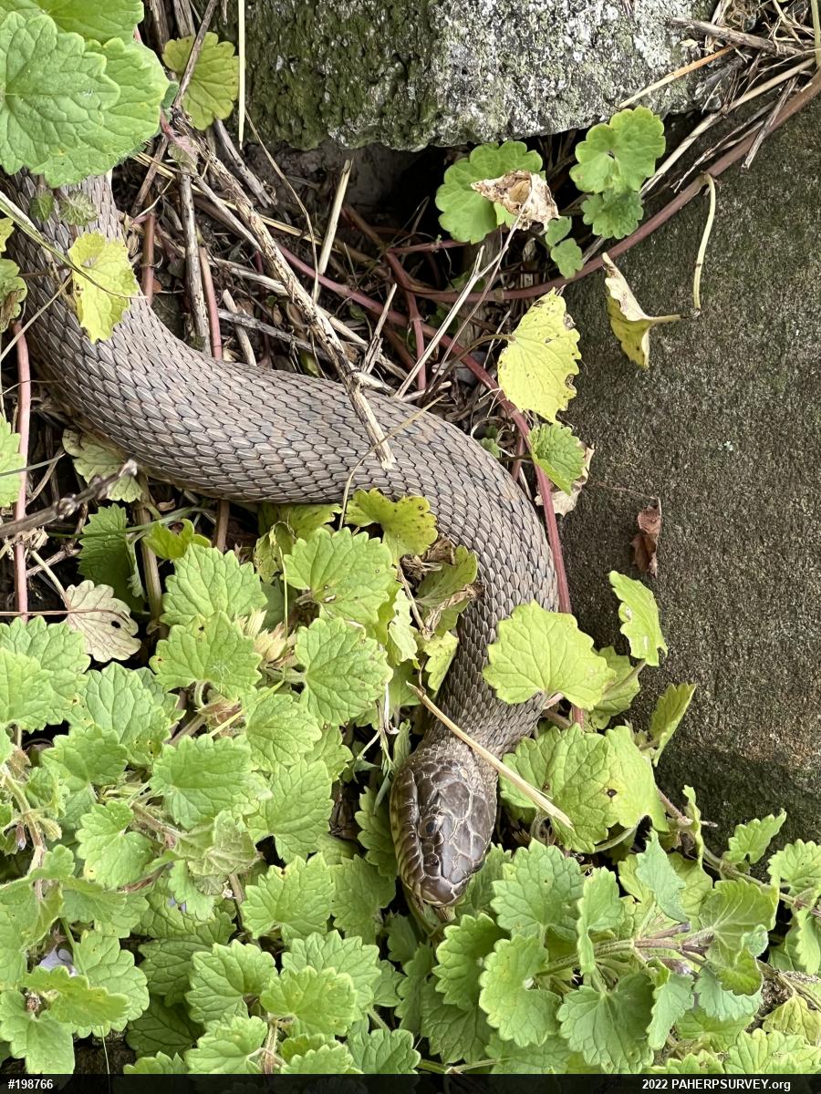 Northern Watersnake
