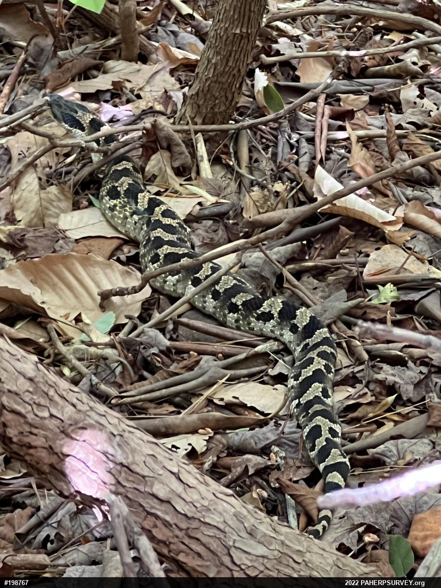Eastern Hog-nosed Snake