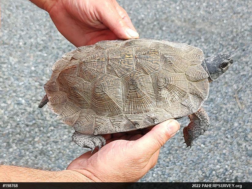 Wood Turtle