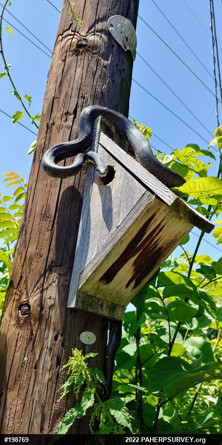 Eastern Ratsnake