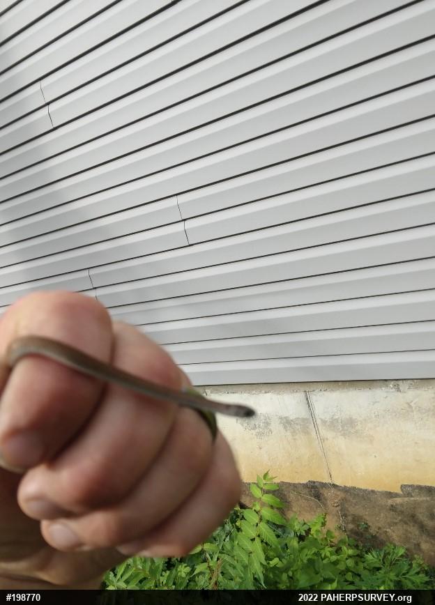 Dekay's Brownsnake