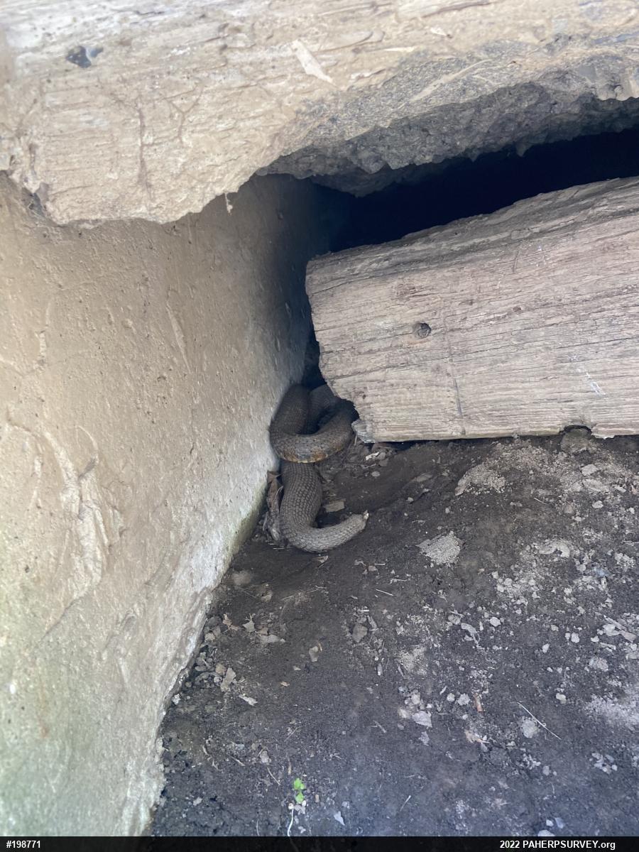 Northern Watersnake