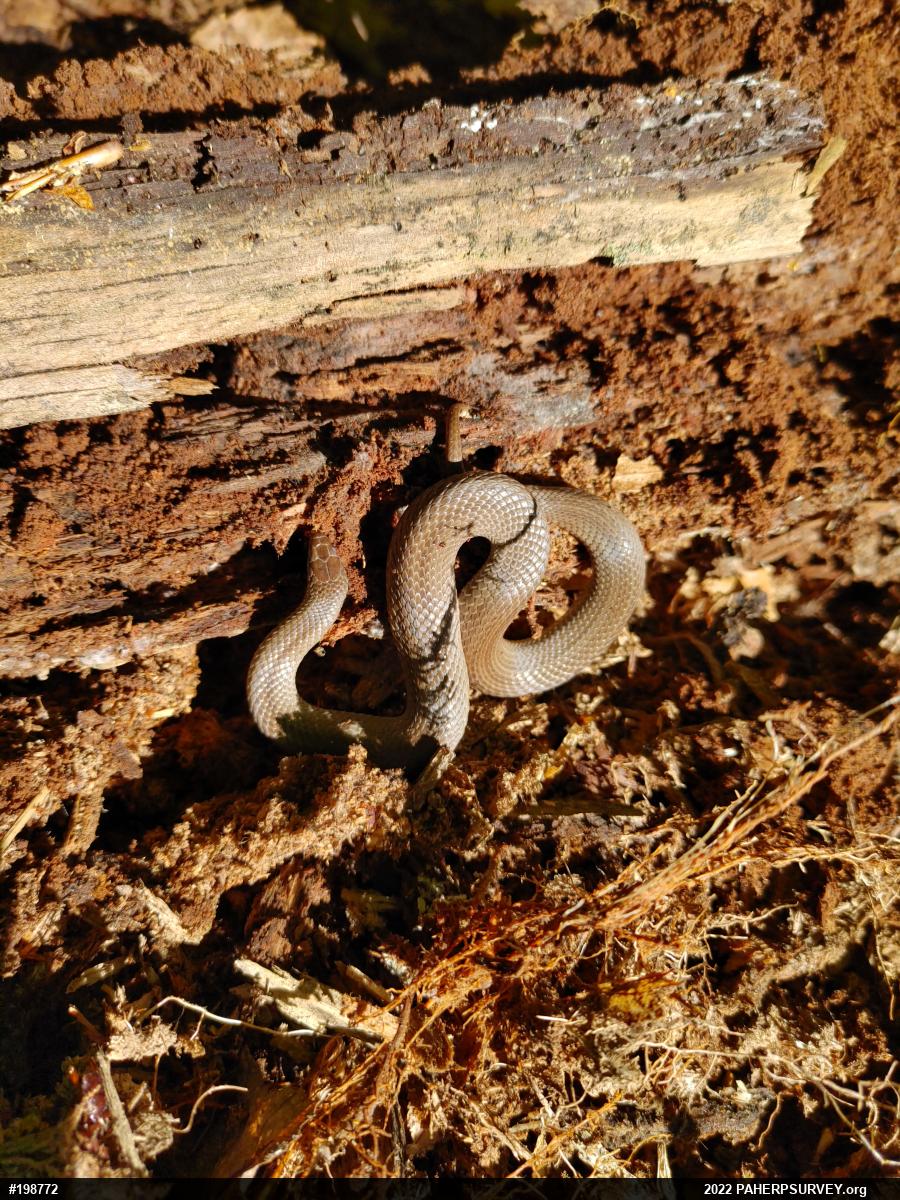 Mountain Earthsnake