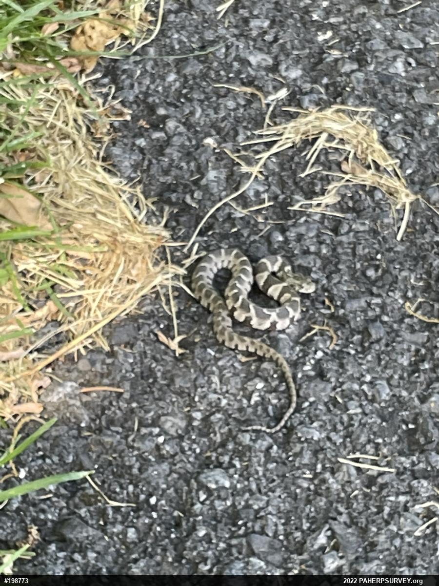 Northern Watersnake