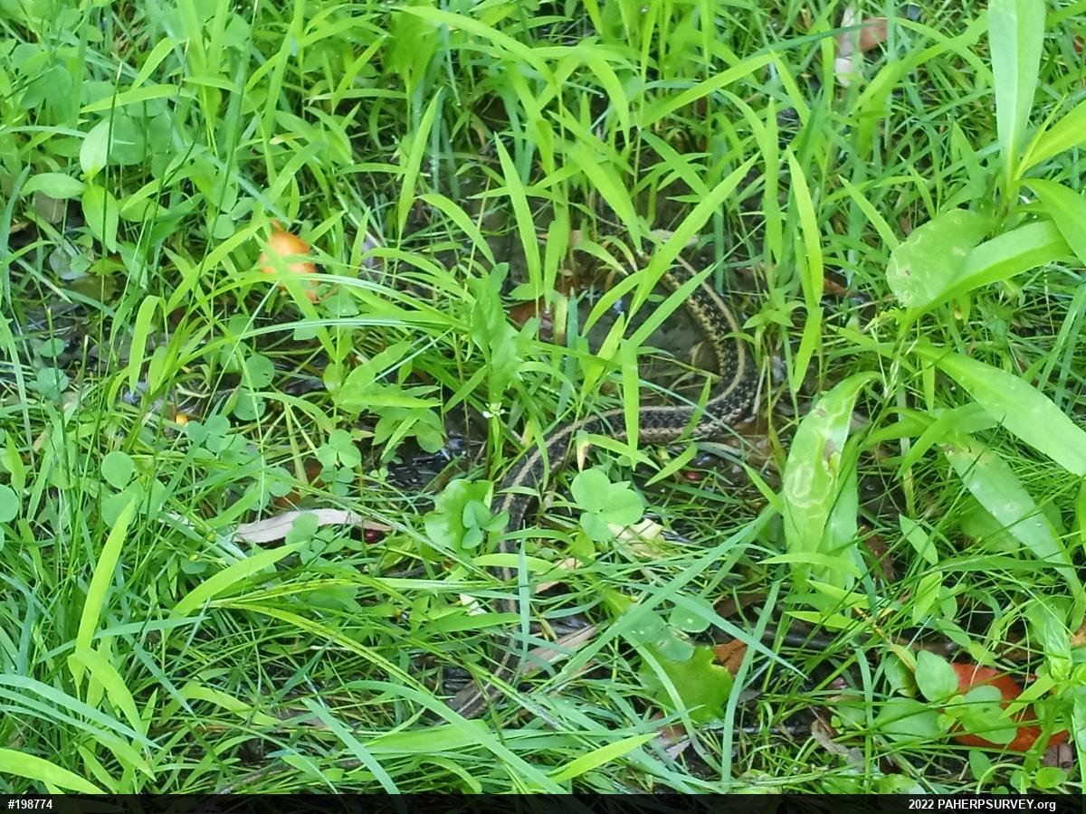 Eastern Gartersnake